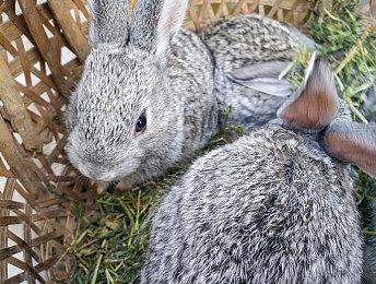 《铁拳8》全新预告 展示角色Asuka和Smith